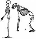 Evolutionary Comparison of Skeletons