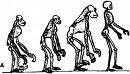 Evolution of Humanity