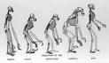 Evolutionary Comparison of Skeletal Structures